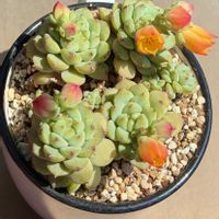 パンダ,多肉植物,多肉花芽,埼玉タニラー,モフモフ大好きの画像