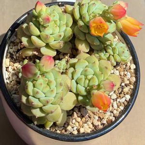 パンダ,多肉植物,多肉花芽,埼玉タニラー,モフモフ大好きの画像