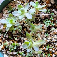 子持ち蓮華の画像