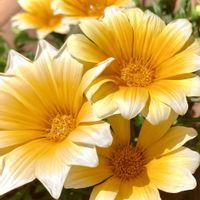 ガザニア,セダム,マツバギク,マツバギク(松葉菊),多肉植物の画像