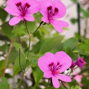 植物園,温室,季節の花,東京,花のある暮らしの画像
