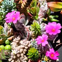 ポーチュラカ ウェルデルマニー,ウェルデルマニー,多肉植物,普及種,多肉寄せ植えの画像