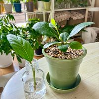 フィカス ベンガレンシス,観葉植物,発根,水挿し,インテリアグリーンの画像