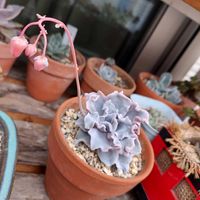 クリスペート　ビューティー,多肉植物,ベランダ多肉,花のある暮らし,みどりのある暮らしの画像