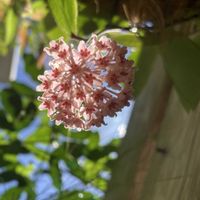 カサブランカ,ホヤ　カンフォリフォリア,ホヤ　カンフォリフォリアの画像