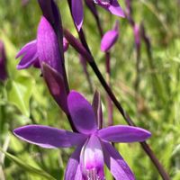 シラン,花のある暮らし,緑のある暮らし,チーム長野,太陽がくれた季節aの画像