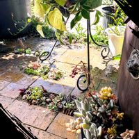 スイレン,多肉植物いろいろ,観葉植物達,サクラウツギ,ガーデニングの画像