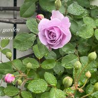 バラ,グリーンアイス,レイニーブルー,花のある暮らし,緑のある暮らしの画像