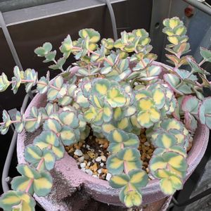 斑入りミセバヤ,no green no life,紅葉多肉,多肉好きな人と繋がりたい,京都タニラーの画像