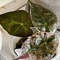 アロカシア,観葉植物,成長記録,アロイド,アロカシア 芋の画像