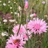 ムシトリナデシコ,ムシトリナデシコ,ヤグルマギク,ヤグルマギク,カワラナデシコの画像
