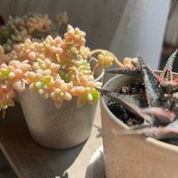 アロエ,姫秋麗,アロエ ドニー,多肉植物,ぷりぷりの画像