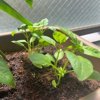 バジル,バルコニー/ベランダ,家庭菜園の画像