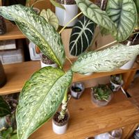 サトイモ科,ディフェンバキア,ディフェンバキア,観葉植物,ハイドロカルチャーの画像