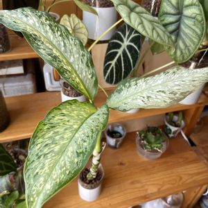 サトイモ科,ディフェンバキア,ディフェンバキア,観葉植物,ハイドロカルチャーの画像