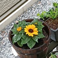 ミニひまわりの画像
