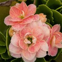 カランコエ,カランコエ：クイーンモアフラワーズ パリ,植物のある暮らし,botanical life,カランコエ モアフラワーズ パリの画像