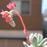 桃美人,パキフィツム 桃美人,多肉のお花,多肉植物,パキフィツムの画像