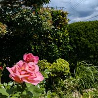 ハイビスカス,バラ（薔薇）,新緑の庭で,嬉しい❤️,大好き♥️の画像