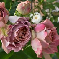 テナチュール,テナチュール,ミ二バラ,鉢植え,挿し木の画像