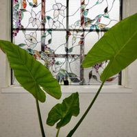 クワズイモ,ブドウ,観葉植物,可愛い,植木鉢の画像