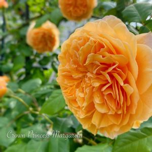 クラウンプリンセスマルガリータ,地植え,開花,庭の花,イングリッシュ・ローズの画像