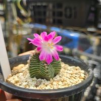 サボテン,多肉植物,鉢植え,お花,サボテンの花の画像