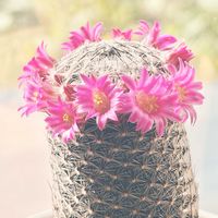 サボテン,マツダエ,観葉植物,お花,マミラリア属の画像