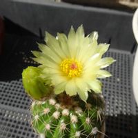 すみれ丸,多肉植物,観葉植物,100均,ダイソーの画像