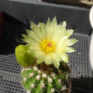 すみれ丸,多肉植物,観葉植物,100均,ダイソーの画像
