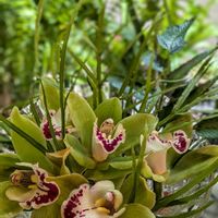 シンビジウム,観葉植物,セリア,熱帯植物,植物のある暮らしの画像