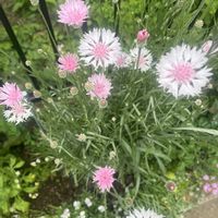 矢車菊,お隣さんからの頂きものの画像