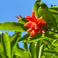 ザクロの画像