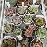 多肉植物,多肉寄せ植え,多肉棚,多肉植物のある暮らし,多肉の植え替えの画像