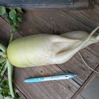大根,小さな庭の画像