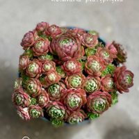 紅稚児,プラティフィラ,多肉植物,多肉植物寄せ植え,多肉植物のある暮らしの画像