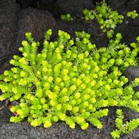 モリムラマンネングサの画像