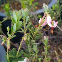 クランベリー,小さな花,花のある暮らし,ピンクワールド,SDGsの画像