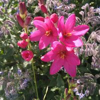 イキシア,ボリジ,小さな花,花のある暮らし,もふもふの画像