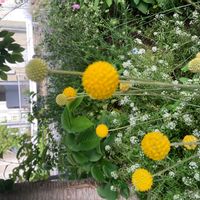クラスペディアの画像