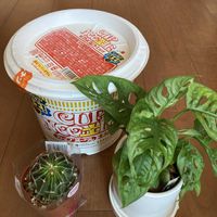 サボテン,マドカズラ,カップヌードル,ダイソー,ダイソー産の画像