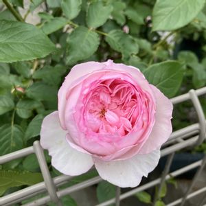ピエール・ド・ロンサール,オーブ,ザ・ミル・オン・ザ・フロス,ケルナー・フローラ,鉢植えの画像