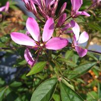 クレオメ,クレオメ セニョリータロザリータ,花のある暮らし,モニター,PRの画像