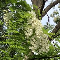オオデマリ,タイツリソウ,チューリップ,ハンカチノキ,パンジー・ビオラの画像