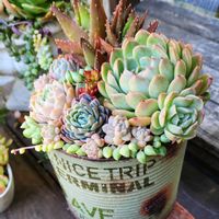 多肉植物,多肉寄せ植え,植物のある暮らし,多肉植物のある暮らし,HoneyBee猪名川の画像