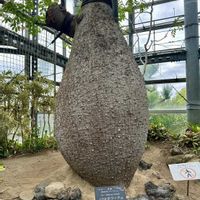奇想天外,ベニヒモノキ,バニラ,パロボラッチョ,温室の画像