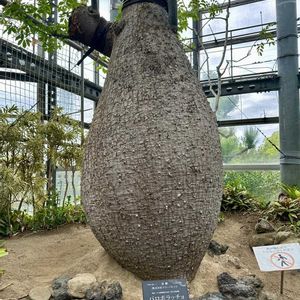 奇想天外,ベニヒモノキ,バニラ,パロボラッチョ,温室の画像