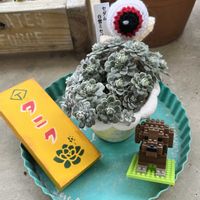 白雪ミセバヤ,ベランダ多肉,しばらくお休みします,日日是好日,バラと夢CLUBの画像