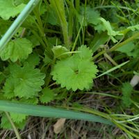 カキドオシの画像