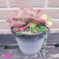 パリダム,ピーチネックレス,ピーチプリデ,高砂の翁,名無しの画像